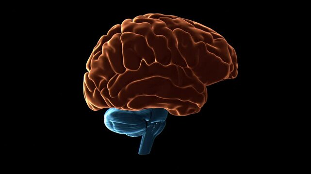 Human brain cerebral cortex, animation