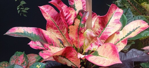 red and yellow leaves of Codiaeum variegatum