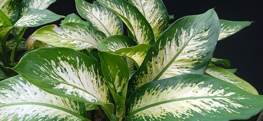 Dieffenbachia seguine or sri rejeki