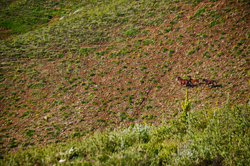 The wild horses at the mountain