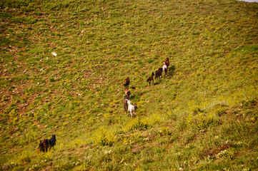 The wild horses at the mountain