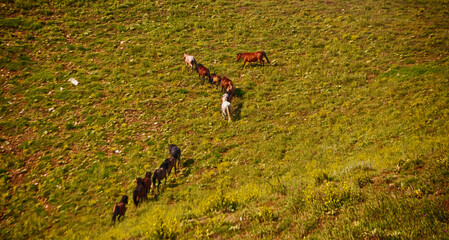The wild horses at the mountain