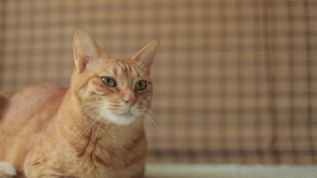 日本、茶トラ柄の猫