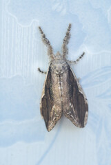 Brown tussock moth or Olene mendosa, brown body with black wings, hairy body and legs. Hairy tussock moth perches on a tile.