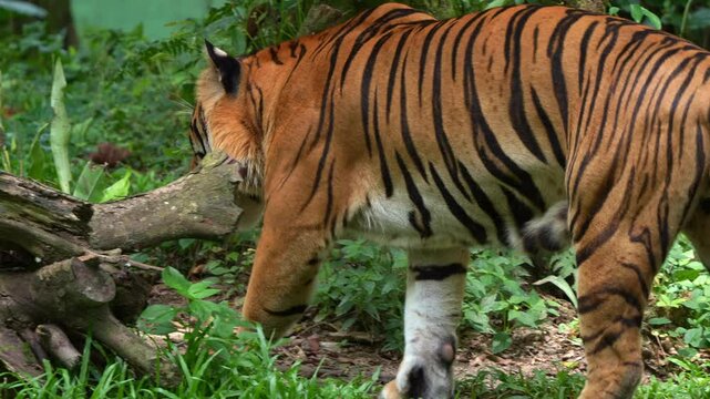 Close up shot of a critically endangered apex predator, a yawning Malayan tiger (Panthera tigris tigris) with beautiful orange fur and black stripes, walking around and wondering the surroundings.