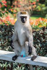 Mandrill, lat. Mandrillus sphinx, Nyungwe Forest National Park, Rwanda