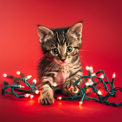 Christmas cat. Portrait striped kitten playing with Christmas lights garland on festive red background. Kitty looking at camera.