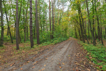 Fototapeta premium path in autumn forest on a cloudy day