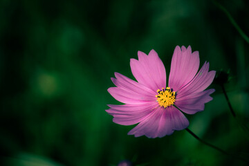 コスモス