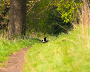 black and white bird on a forest path against a forest background
