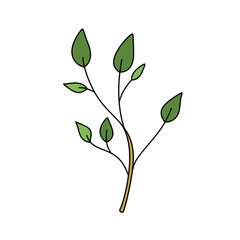 A green leafy plant with a stem