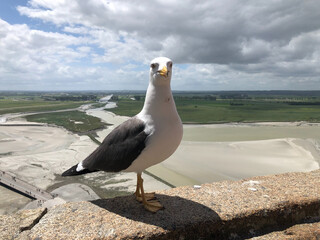 Coastal Sentinel: Seagull Overlooking Vast Landscape
