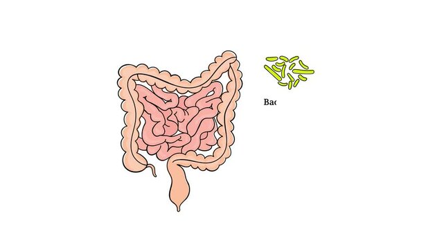 ENTEROTYPES OF THE HUMAN GUT MICROBIOME Intestines Medicine Scheme Anatomy Human Hand Draw Vector Education Video