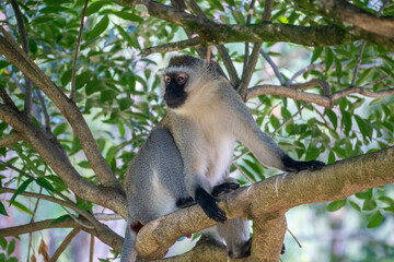 Mandrill, lat. Mandrillus sphinx, Nyungwe Forest National Park, Rwanda