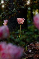 Obraz premium tulip flower dramatic lighting garden floral spring time vertical natural photography