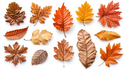 Autumn Leaves Collection Fall Foliage Red Orange Brown Yellow Dried Thanksgiving Nature