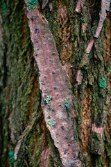 tree bark textured plant natural surface close up view vertical picture