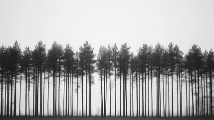 Monochrome Pine Forest Nature Trees Landscape Serenity Background