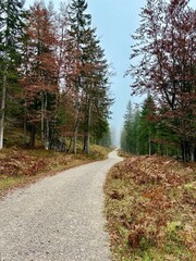 Obraz premium Wanderung zur Gamsalm, Ehrwald/ Tirol