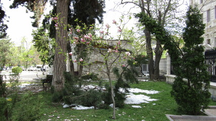Moldova, Chisinau, logging, after a snowfall, broken trees, broken branches, street, park, fallen trees