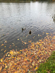 Two ducks in a pond in autumn on an autumn day. Lots of leaves on the water.