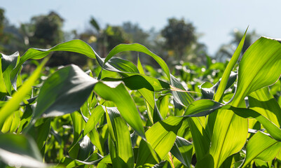corn field, rural farmland, growing food plants