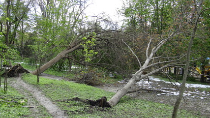 Fototapeta premium Moldova, Chisinau, logging, after a snowfall, broken trees, broken branches, street, park, fallen trees