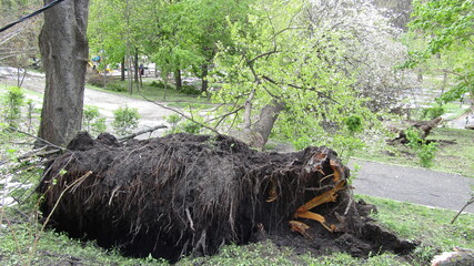 Moldova, Chisinau, logging, after a snowfall, broken trees, broken branches, street, park, fallen trees