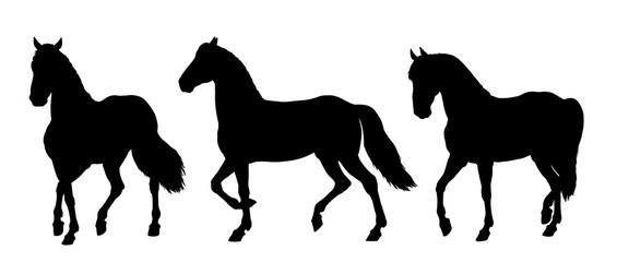Black silhouette of beautiful horse. Equine drawing. Horses set.