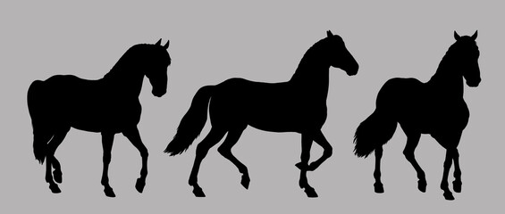 Black silhouette of beautiful horse. Equine drawing. Horses set.