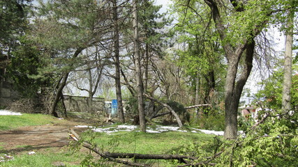 Fototapeta premium Moldova, Chisinau, logging, after a snowfall, broken trees, broken branches, street, park, fallen trees