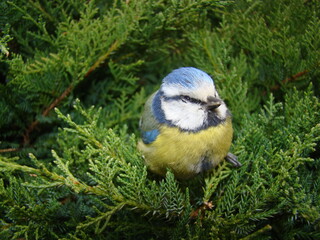Beautiful blue tit resting on a tree during a warm spring day.