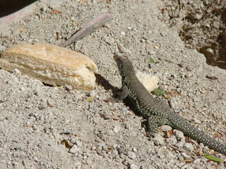 Green lizards resting and basking in the sun during a warm and sunny day.