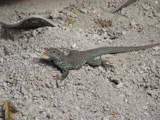 Green lizards resting and basking in the sun during a warm and sunny day.