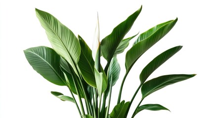 Tropical Strelitzia Nicolai also known as Giant White Bird of Paradise in a pot featuring lush green foliage isolated on a white background