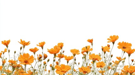 Vibrant orange marigold blooms against a white background featuring a floral border with a clipping path Ideal for showcasing a blooming garden flowerbed