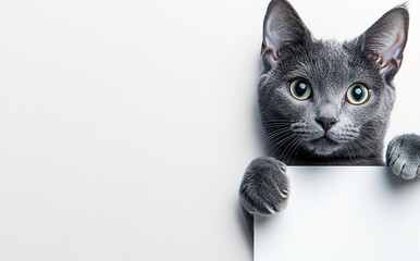 It's a funny gray tabby kitten reading a placard with space for text on an isolated background. Cute fluffy funny cat with paws up peering over a blank white banner.