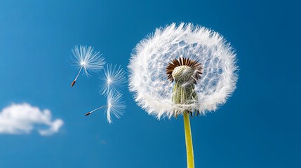 Fototapeta premium Dandelion Seeds Ready to Be Blown by the Wind