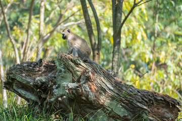 Mandrill, lat. Mandrillus sphinx, Nyungwe Forest National Park, Rwanda