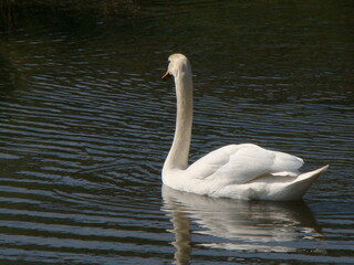 Obraz premium Beautiful swan near a lake and its nest. Picture taken near Montargis, in the French countryside, during a beautiful sunny spring day, France.