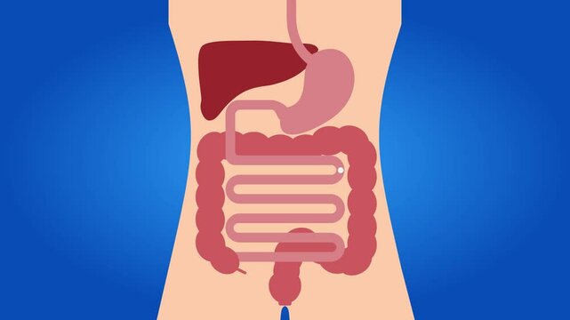 Human Digestive System Animation Showing Stomach and Intestine Anatomy