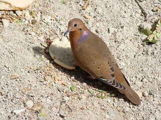 Cute turtledove surprised but also curious to be photographed.