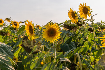 Field sunflower. Meadow yellow flowers. Nature summer countryside landscape. Plant agriculture....