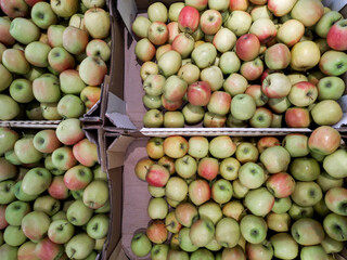apples in a supermarket window top view