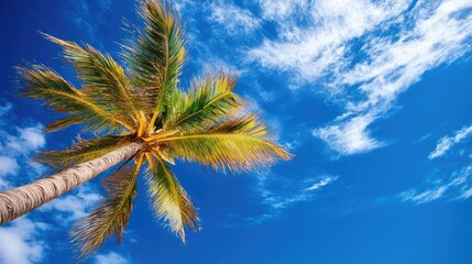 Tropical beach scene featuring a coconut palm against a backdrop of a clear blue sky