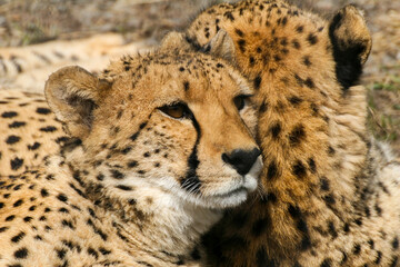 Cheetahs lie in an enclosure at the zoo
