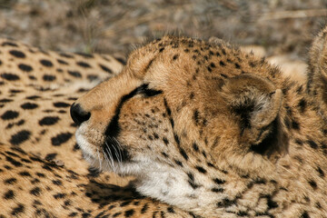 Cheetahs lie in an enclosure at the zoo
