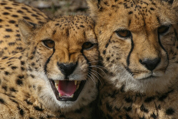 Cheetahs lie in an enclosure at the zoo