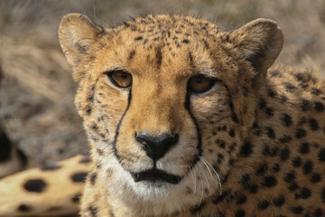 Cheetahs lie in an enclosure at the zoo