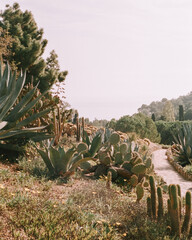 Desert garden with cactus plants and palm trees